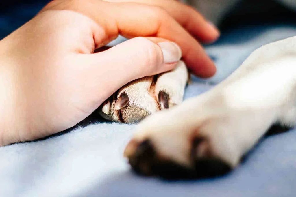 The Emotional Journey of Saying Goodbye: In-Home vs. Clinic Euthanasia for Your Pet